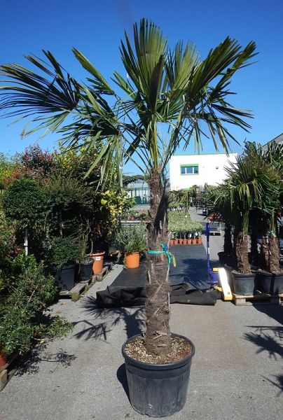 CHAMAEROPS EXCELSA
