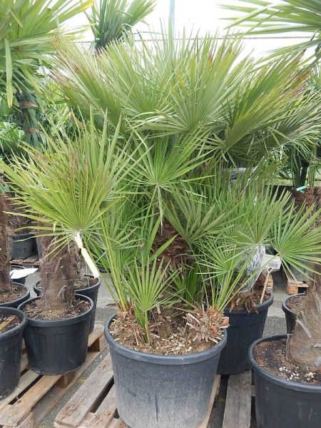 CHAMAEROPS HUMILIS