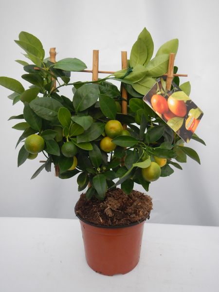 CITRUS CALAMONDIN ESPALIER