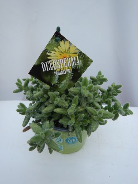 DELOSPERMA ECHINATUM