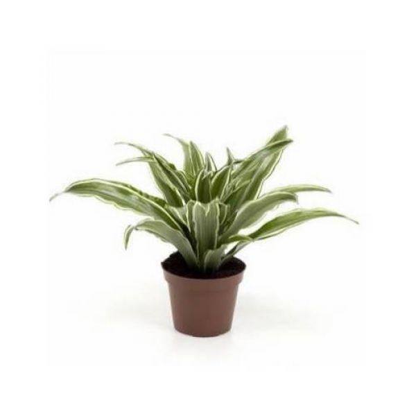 DRACAENA DEREMENSIS
