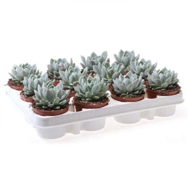ECHEVERIA SCHEIDECKERII