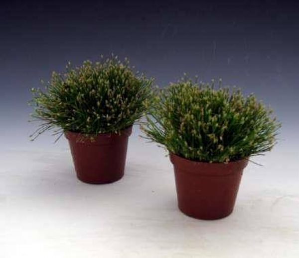 ELEOCHARIS ACICULARIS