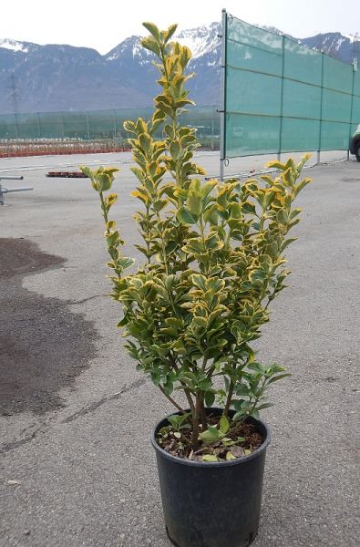 EUONYMUS JAP. AUREOPICTUS