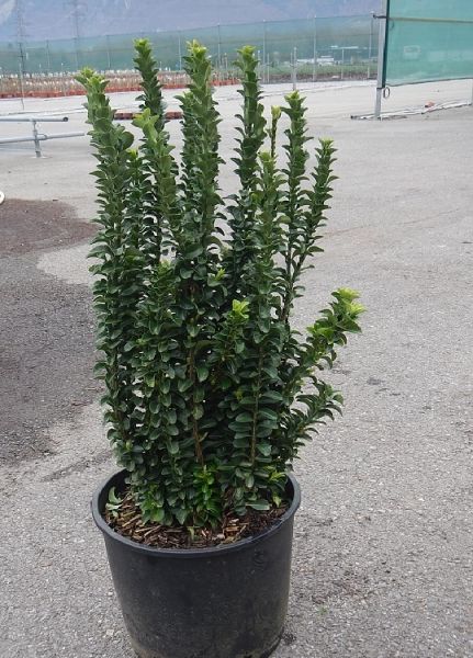 EUONYMUS JAP. BENKOMASAKI