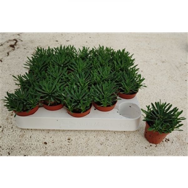 EUPHORBIA BUPLURIFOLIA