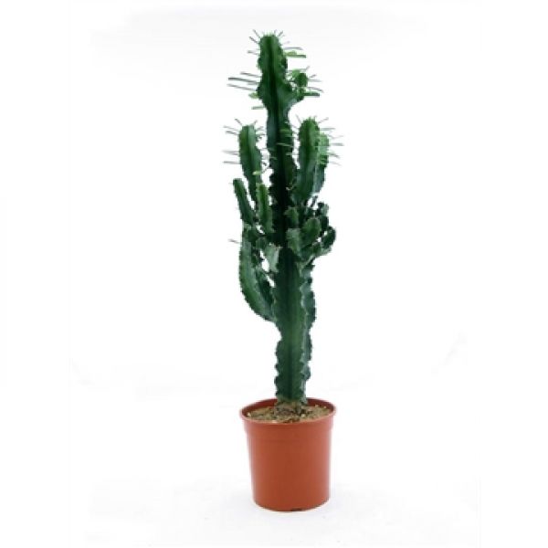 EUPHORBIA ERITREA