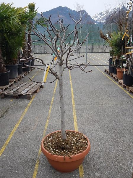 FICUS CARICA NAZARETH TIGE