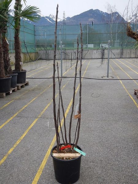FICUS CARICA TOUFFE