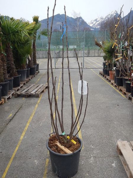 FICUS CARICA TOUFFE
