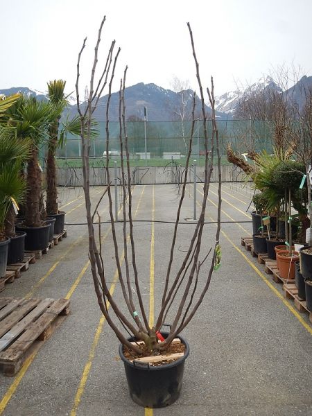 FICUS CARICA TOUFFE