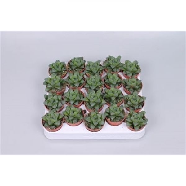 HAWORTHIA OBTUSA