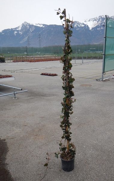 HEDERA HIBERNICA