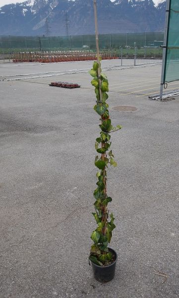 HEDERA SULPHUR HEART