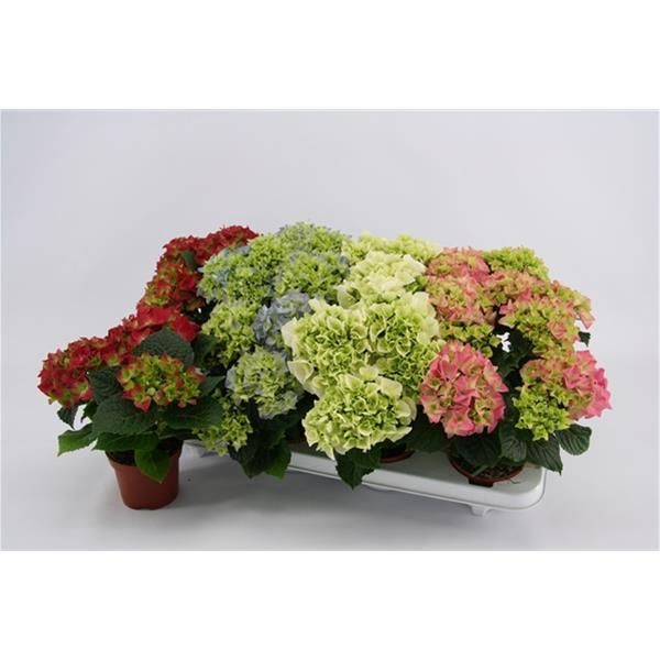 HORTENSIA