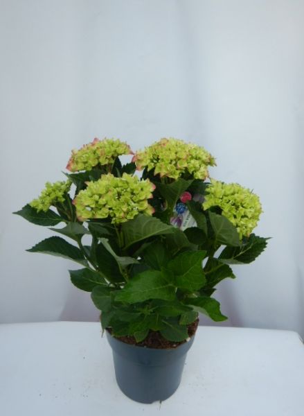 HORTENSIA