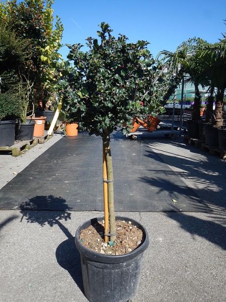 ILEX AQUIF. BLUE PRINCESS
