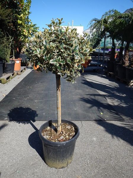 ILEX AQUIF. PANACHE