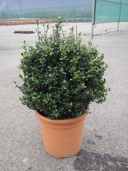 ILEX CRENATA BOULE