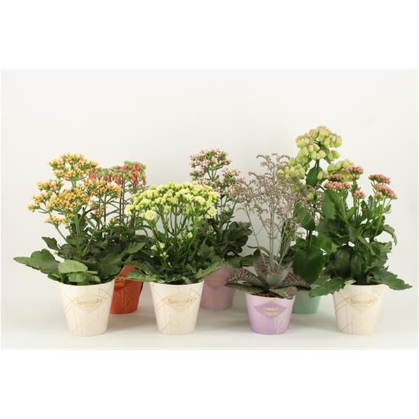 KALANCHOE SECIAL MIX
