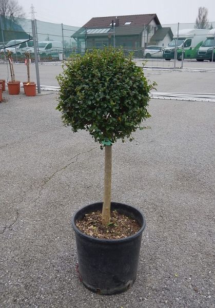 LIGUSTRUM TIGE