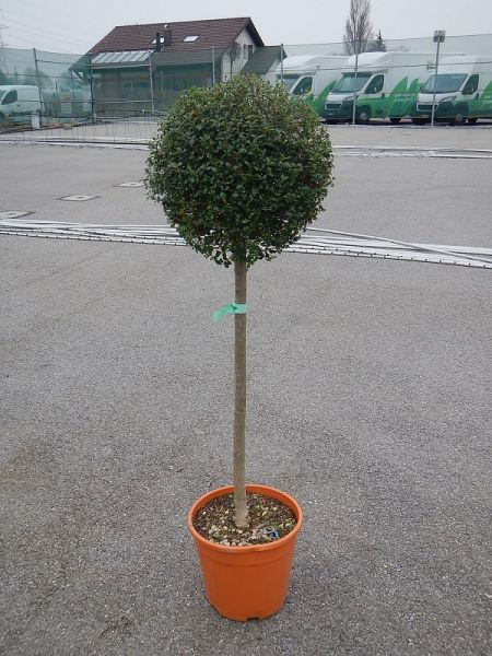 LIGUSTRUM TIGE