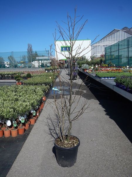 LIQUIDAMBAR STYRACIFLUA