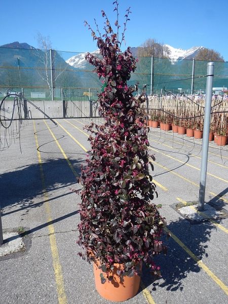 LOROPETALUM BLACK PERAL
