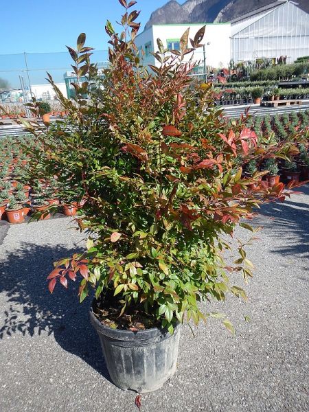 NANDINA DOMESTICA GULF STREAM