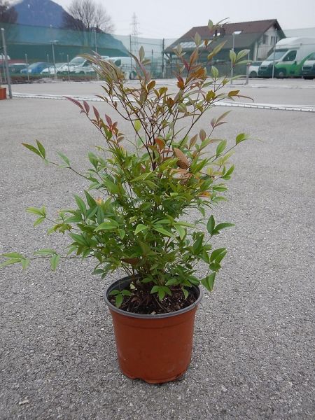 NANDINA DOMESTICA TOUFFE