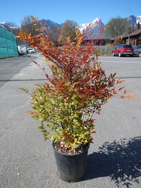 NANDINA DOMESTICA TOUFFE