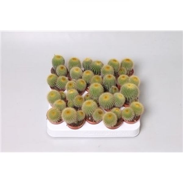 NOTOCACTUS LENINGHAUSII