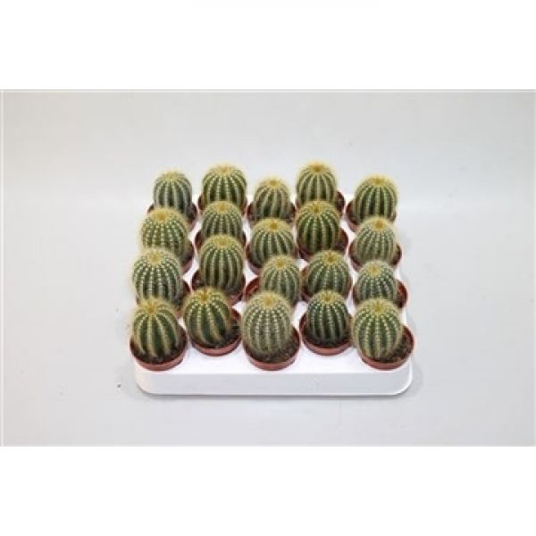NOTOCACTUS SCHUMANIANUM