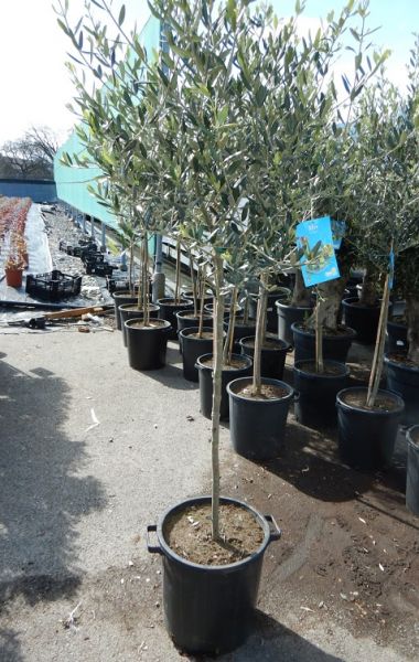 OLEA EUROPAEA TIGE