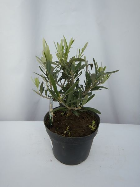 OLEA EUROPAEA TOUFFE