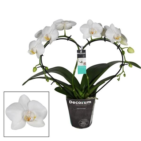 PHALAENOPSIS COEUR