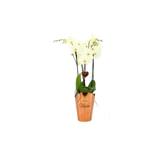PHALAENOPSIS DUETTO BLANC