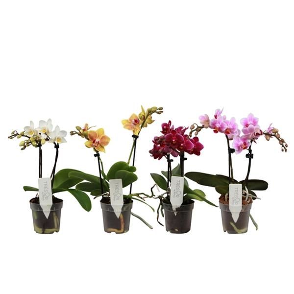 PHALAENOPSIS MINI