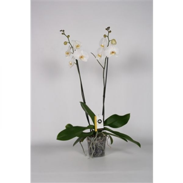 PHALAENOPSIS TOKYO