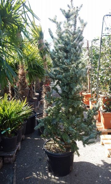 PICEA PUNGENS HOOPSII