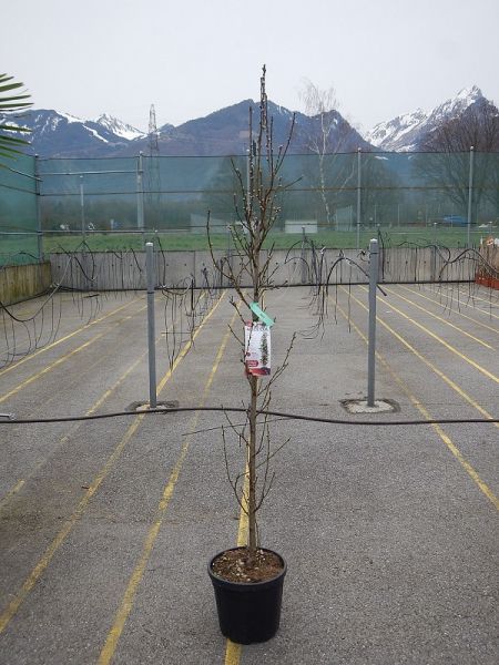 PRUNUS PERSICA ALICE COL