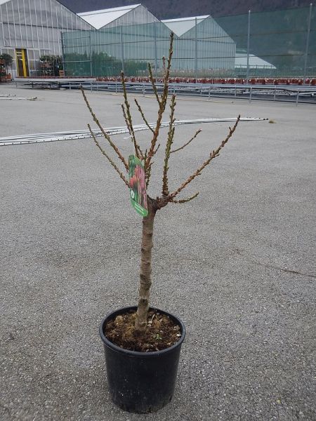 PRUNUS PERSICA NANO
