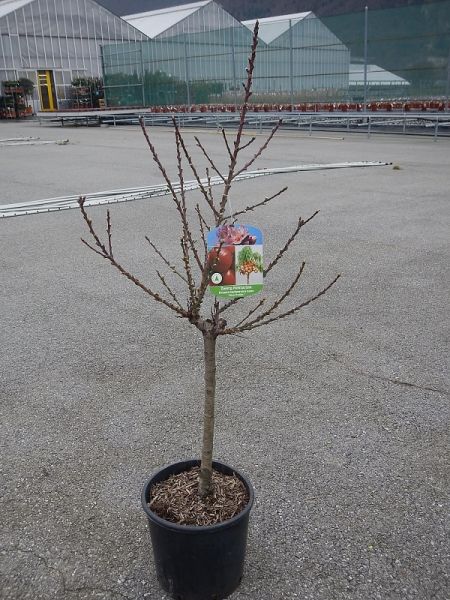 PRUNUS PERSICA NANO