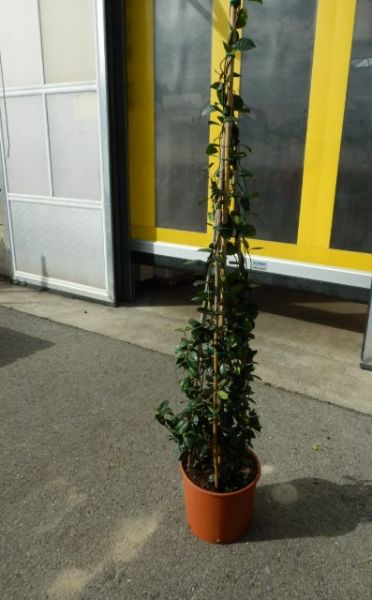 RHYNCHOSPERMUM JASMINOIDES