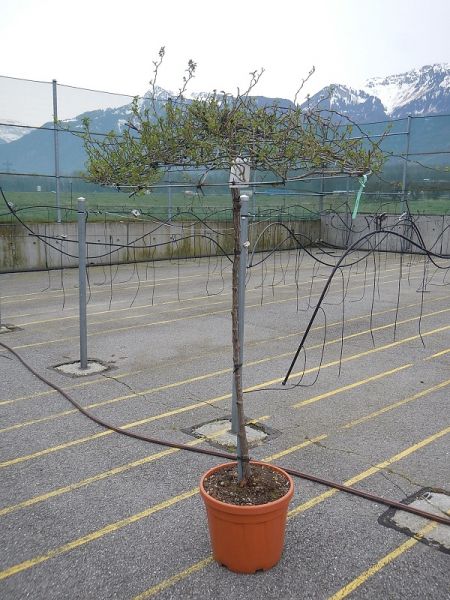 ROSIER PENDULA ROSSO