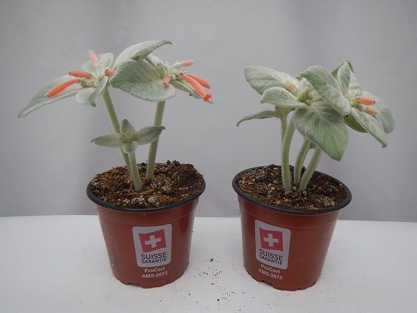 SINNINGIA LEUCOTRICHA