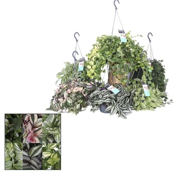 TRADESCANTIA MIX