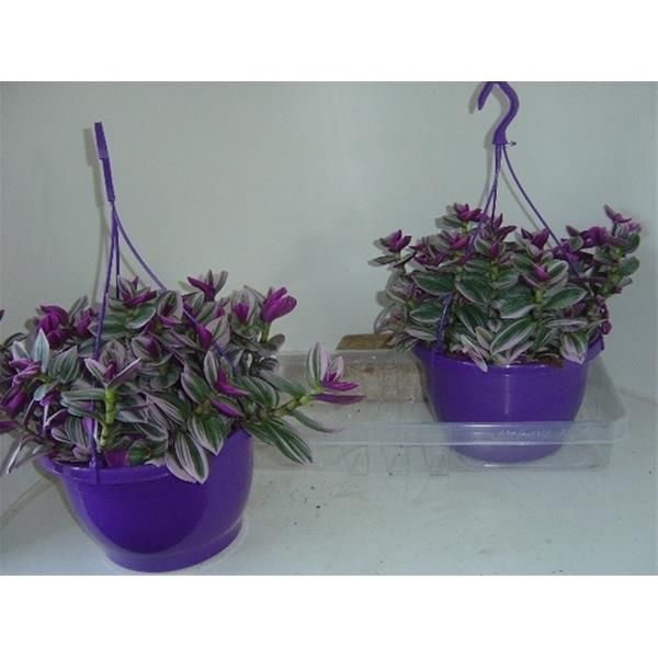 TRADESCANTIA NANOUK