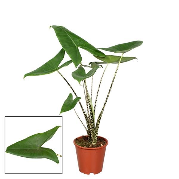ALOCASIA ZEBRINA