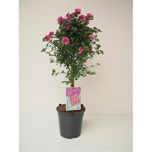 ANISODONTEA